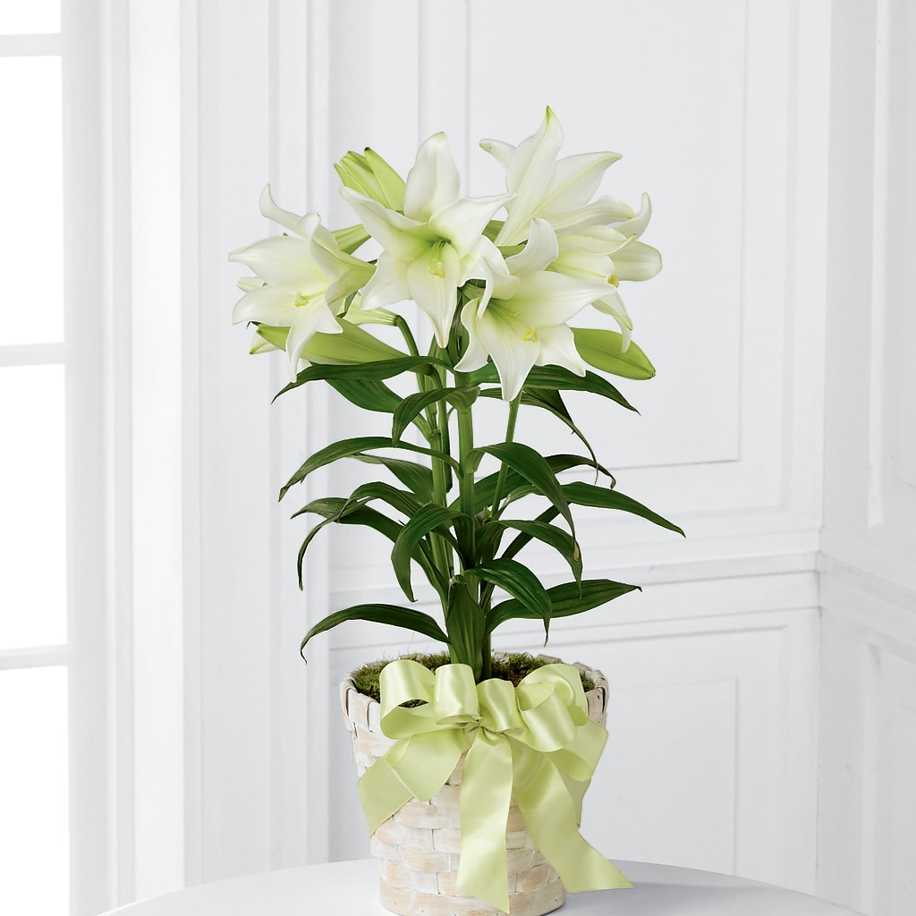 Easter Lily Plant – Buds N Bows, North Little Rock AR