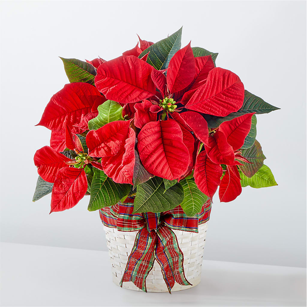 Happiest Holidays Poinsettia – Buds N Bows, North Little Rock AR
