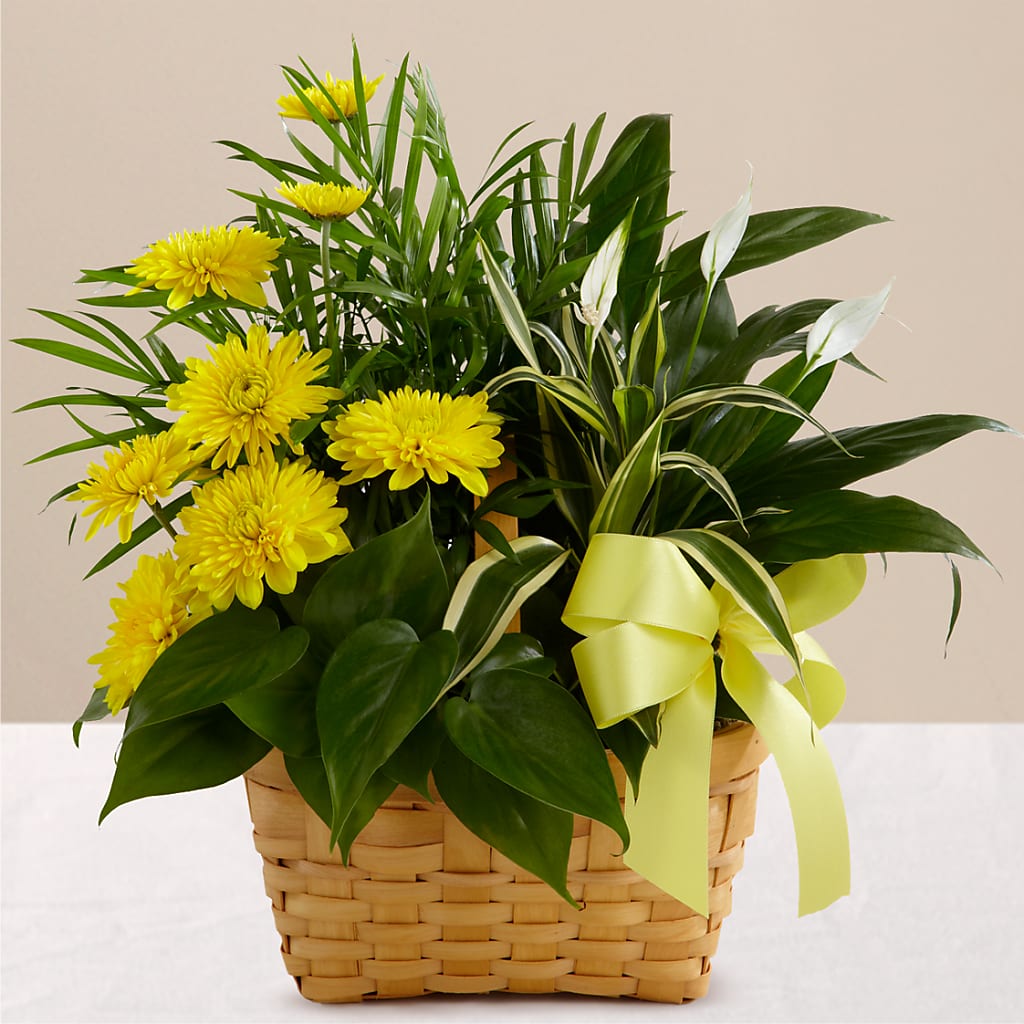 Loving Light Dishgarden – Buds N Bows, North Little Rock AR