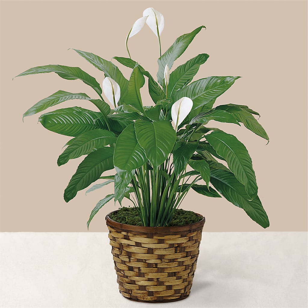 Tranquil Moments Peace Lily Plant – Buds N Bows, North Little Rock AR