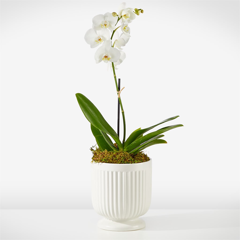 Whispering White Orchid – Buds N Bows, North Little Rock AR