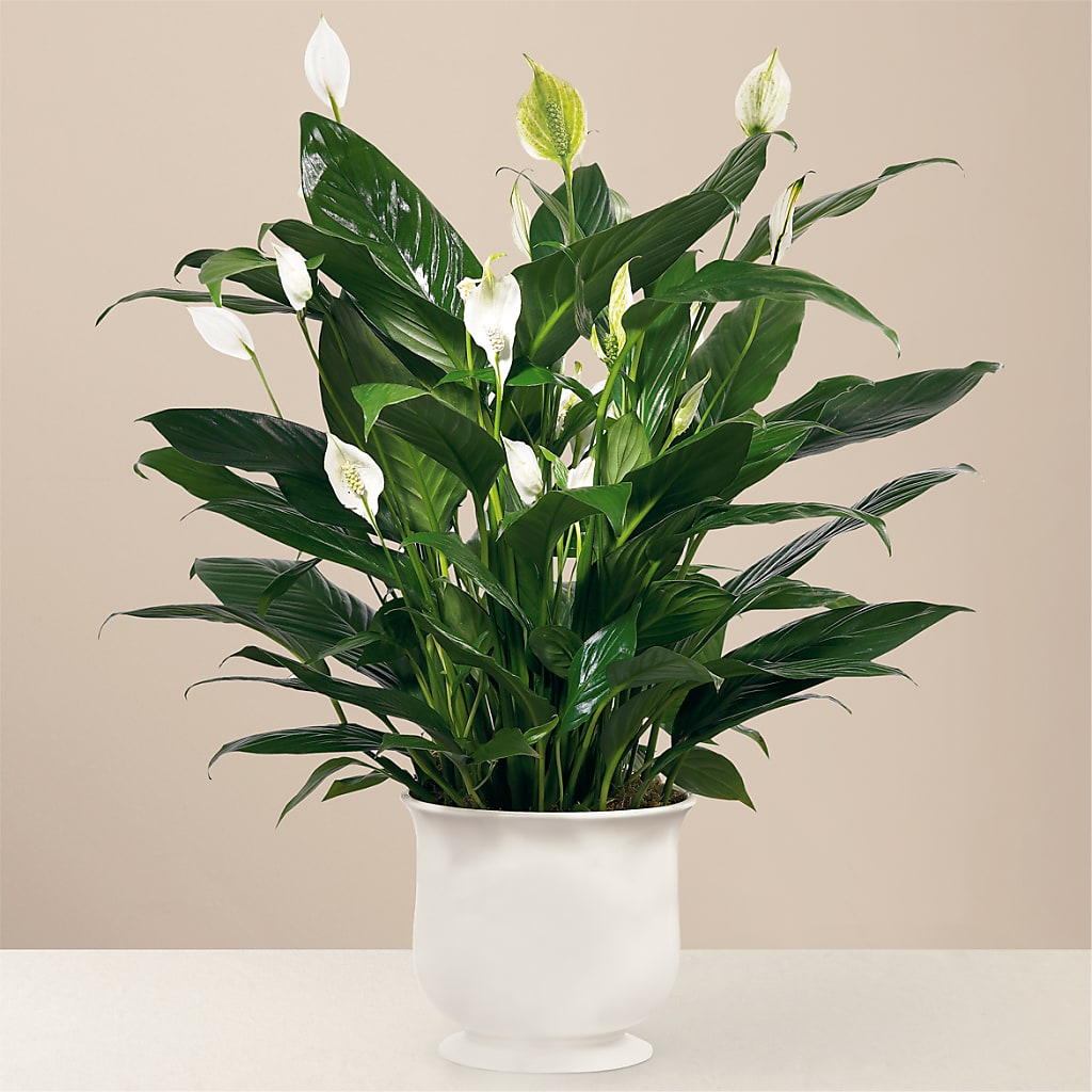 Comfort Planter – Buds N Bows, North Little Rock AR
