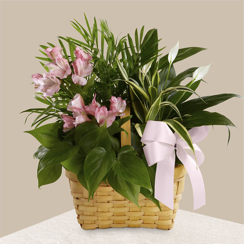 Living Spirit Dishgarden – Buds N Bows, North Little Rock AR