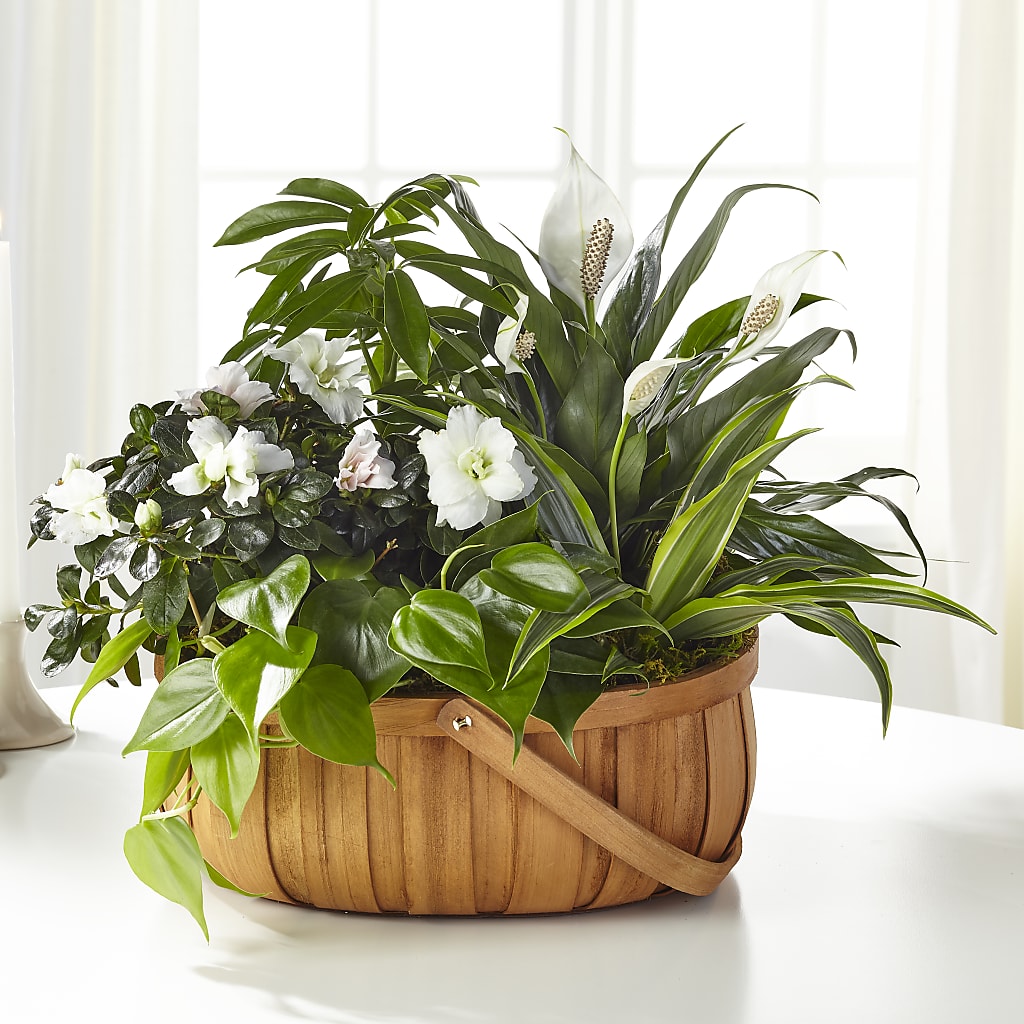 Serene Dishgarden – Buds N Bows, North Little Rock AR