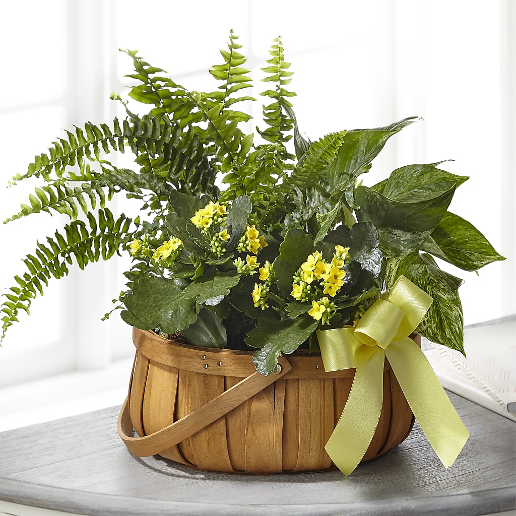 Always Dear Dishgarden – Buds N Bows, North Little Rock AR