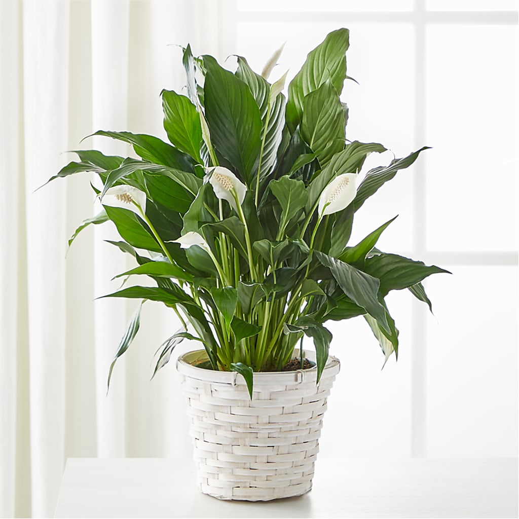A New Leaf Peace Lily – Buds N Bows, North Little Rock AR