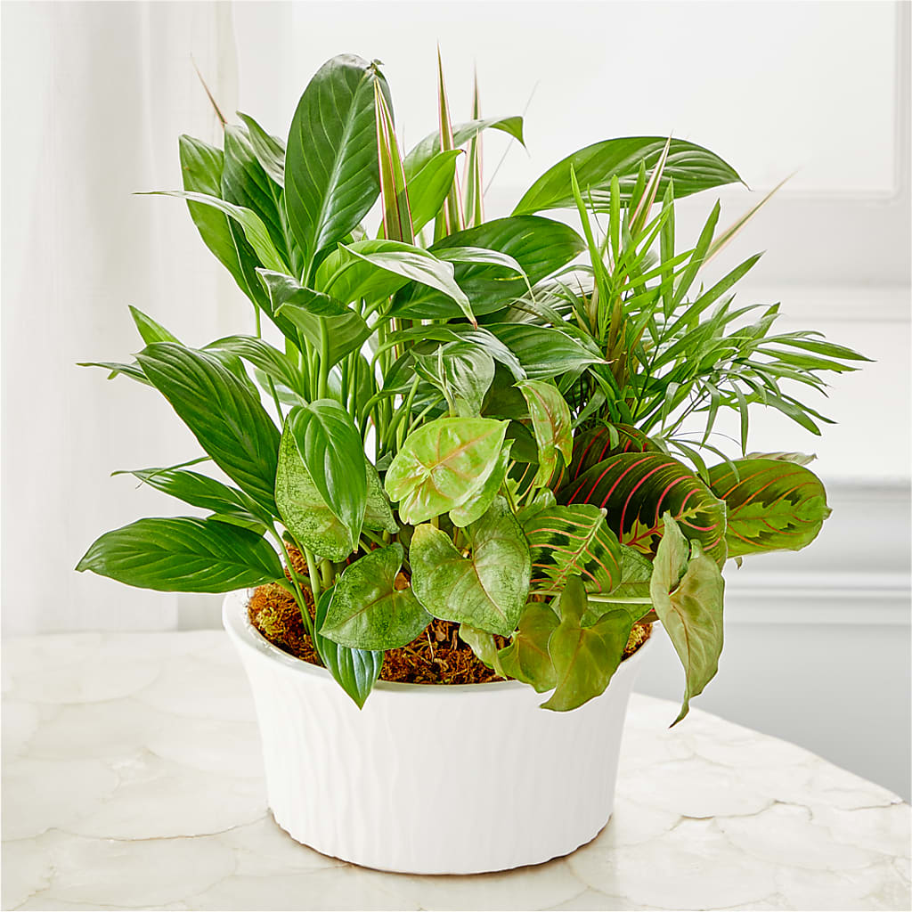 Balance & Harmony Dishgarden – Buds N Bows, North Little Rock AR