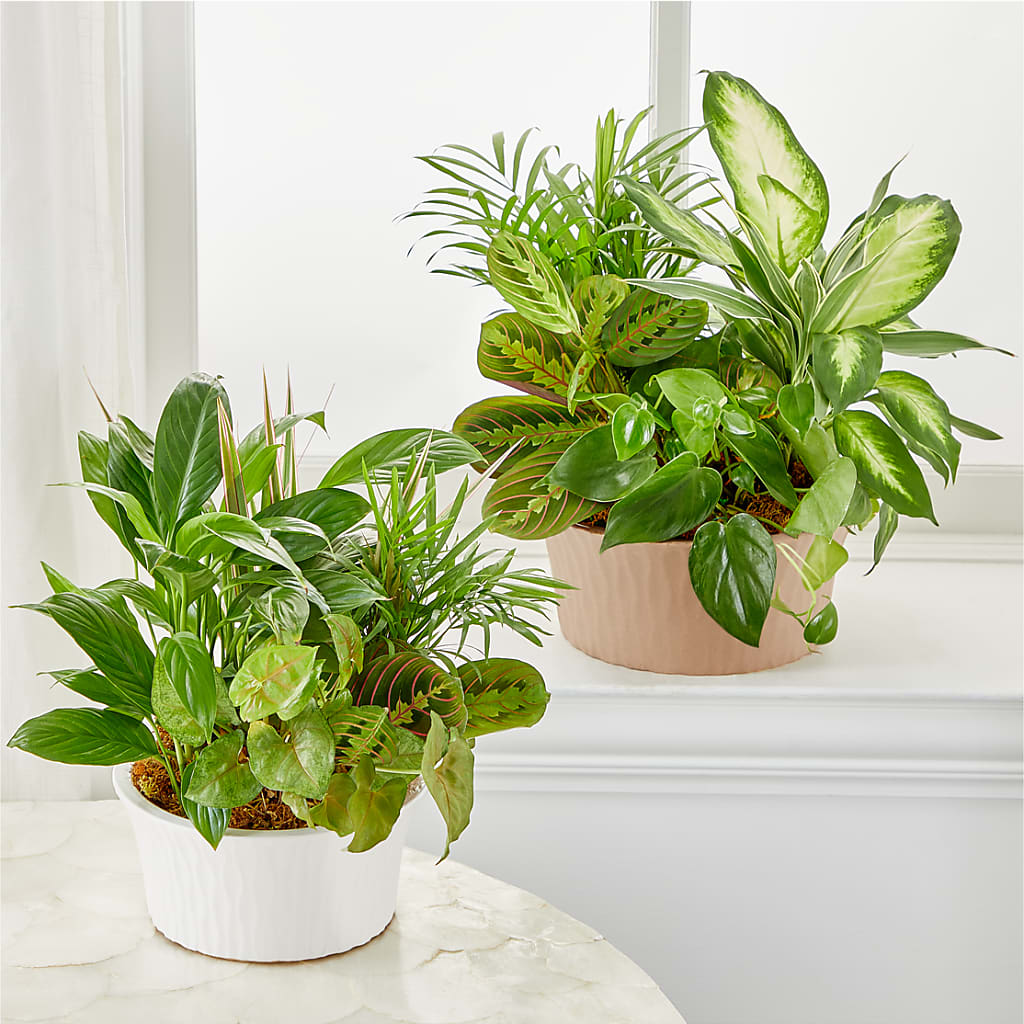 Balance & Harmony Dishgarden – Buds N Bows, North Little Rock AR