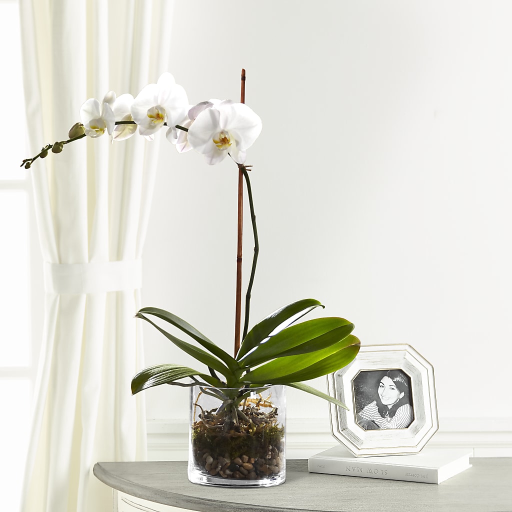 White Orchid Planter – Buds N Bows, North Little Rock AR