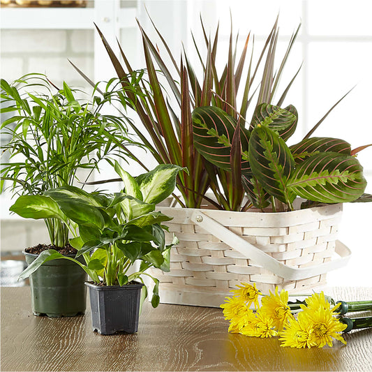 Florist Designed Blooming and Green Plants in a Basket –  Buds N Bows, North Little Rock AR