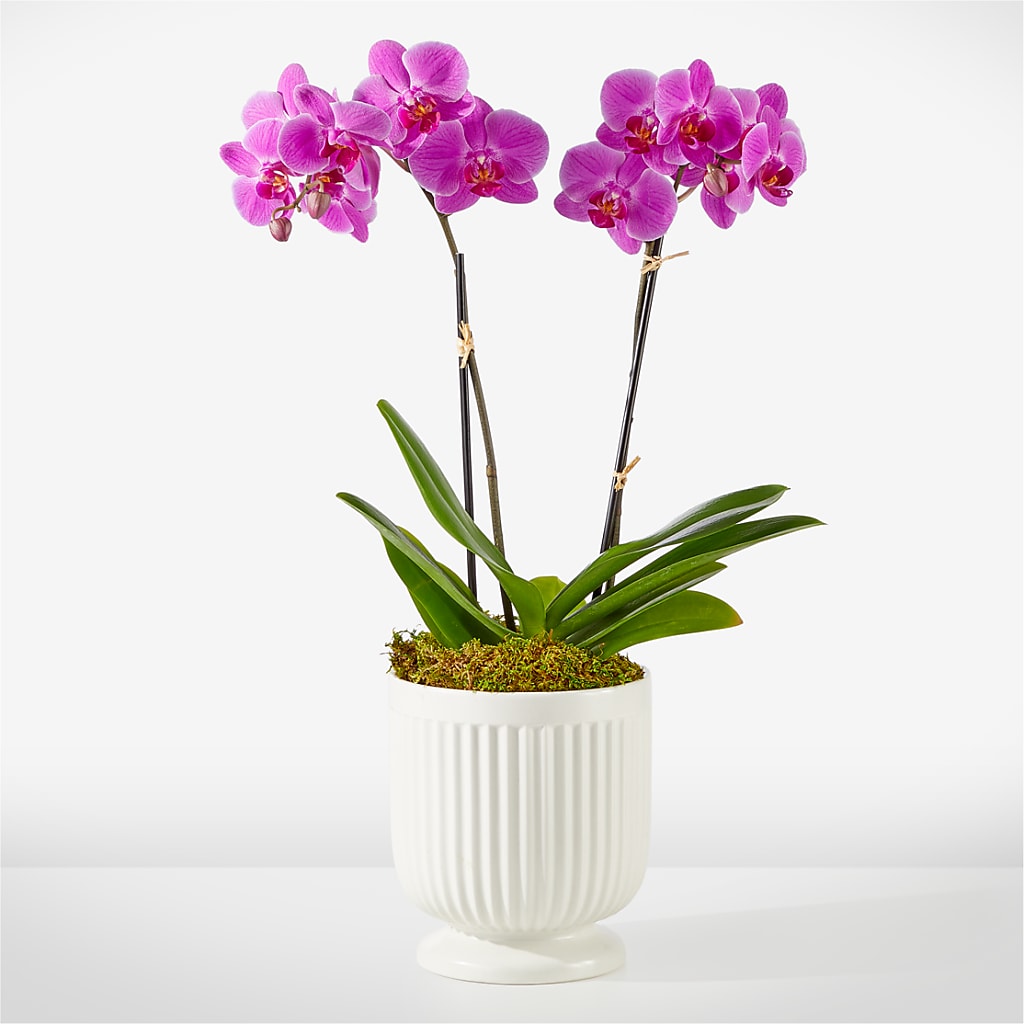 Friendly Fuchsia Orchid –  Buds N Bows, North Little Rock AR