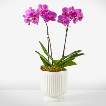Friendly Fuchsia Orchid –  Buds N Bows, North Little Rock AR