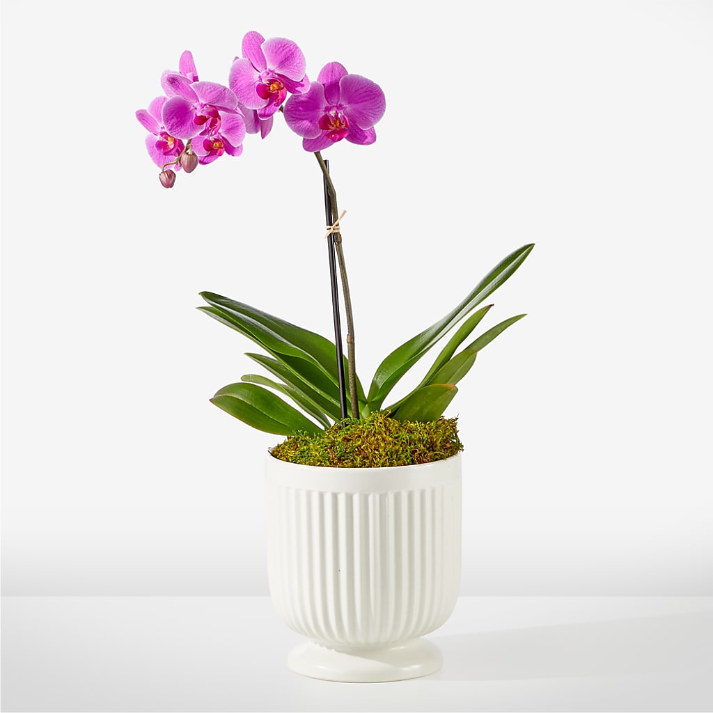Friendly Fuchsia Orchid –  Buds N Bows, North Little Rock AR