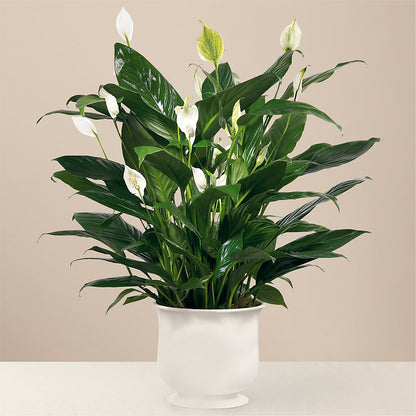 Comfort Planter –  Buds N Bows, North Little Rock AR