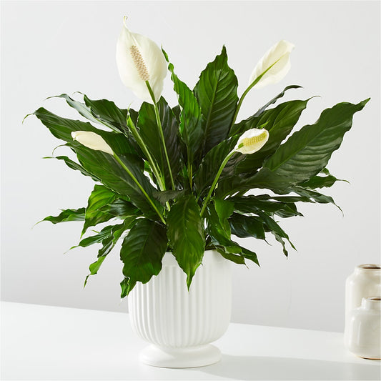Comfort Planter –  Buds N Bows, North Little Rock AR