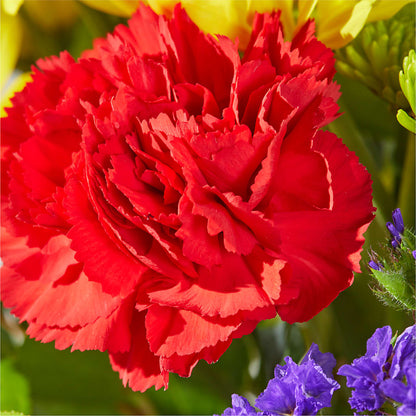 Brighter Days Bouquet –  Buds N Bows, North Little Rock AR