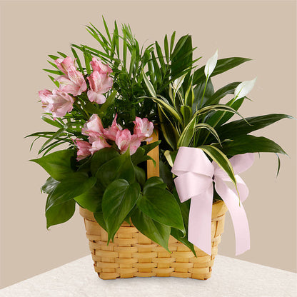 Living Spirit Dishgarden –  Buds N Bows, North Little Rock AR