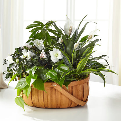 Serene Dishgarden –  Buds N Bows, North Little Rock AR