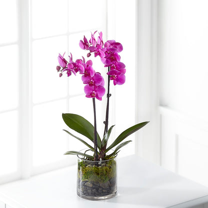 Pink Orchid Plant –  Buds N Bows, North Little Rock AR