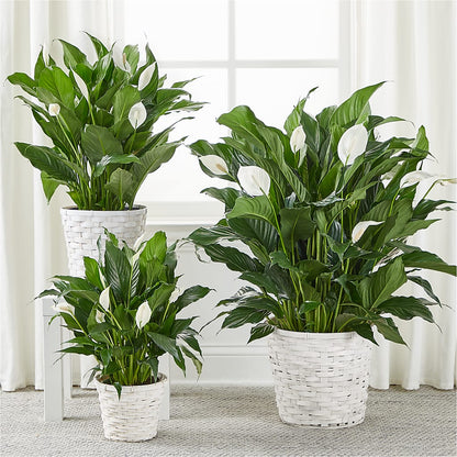 A New Leaf Peace Lily –  Buds N Bows, North Little Rock AR