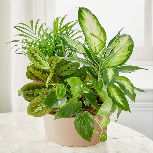 Balance & Harmony Dishgarden –  Buds N Bows, North Little Rock AR