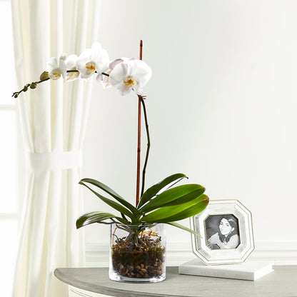 White Orchid Planter –  Buds N Bows, North Little Rock AR
