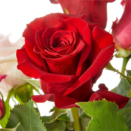 Love Notes Rose Bouquet –  Buds N Bows, North Little Rock AR