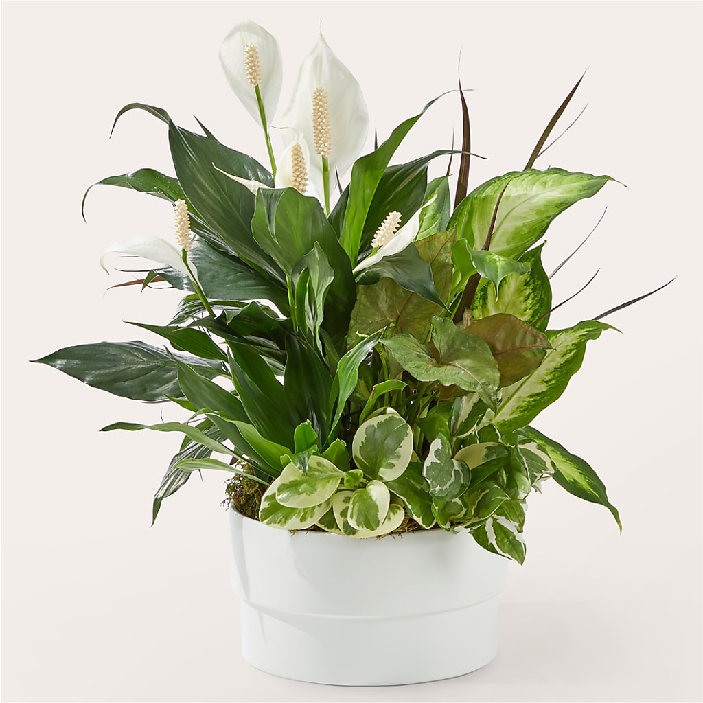 Radiating Positivity Dishgarden –  Buds N Bows, North Little Rock AR