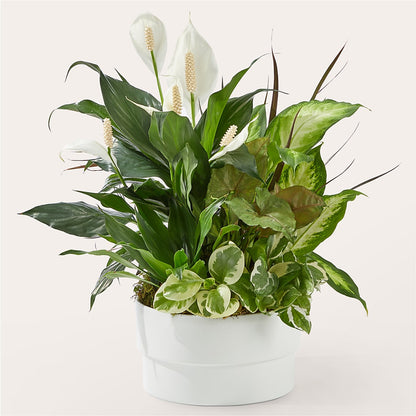 Radiating Positivity Dishgarden –  Buds N Bows, North Little Rock AR